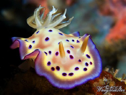 "Kune's Chromodoris" - Chromodorididae Nudibranch (Chromo... by Marco Waagmeester 